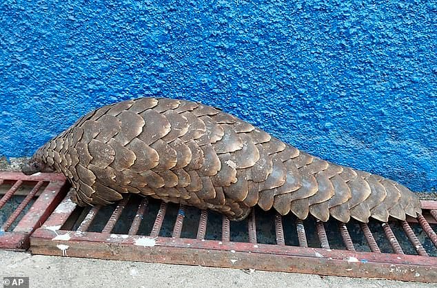 Le virus a été découvert chez des pangolins en Malaisie – des mammifères écailleux connus pour abriter des coronavirus et qui ont été fortement supposés être l'hôte intermédiaire qui a transmis le Covid des chauves-souris aux humains.
