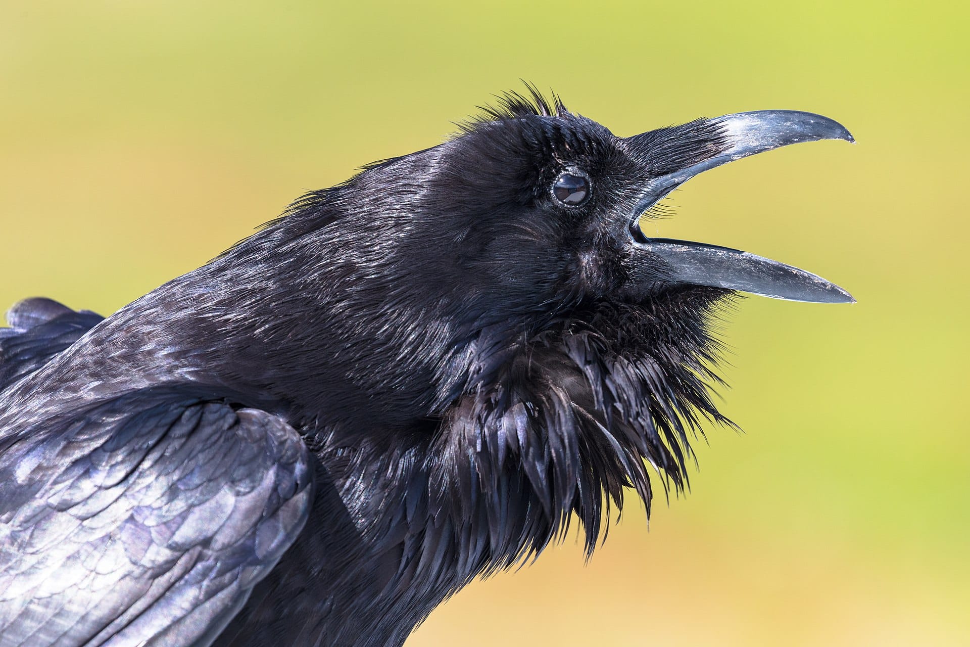 Grand corbeau au bec ouvert à Yellowstone