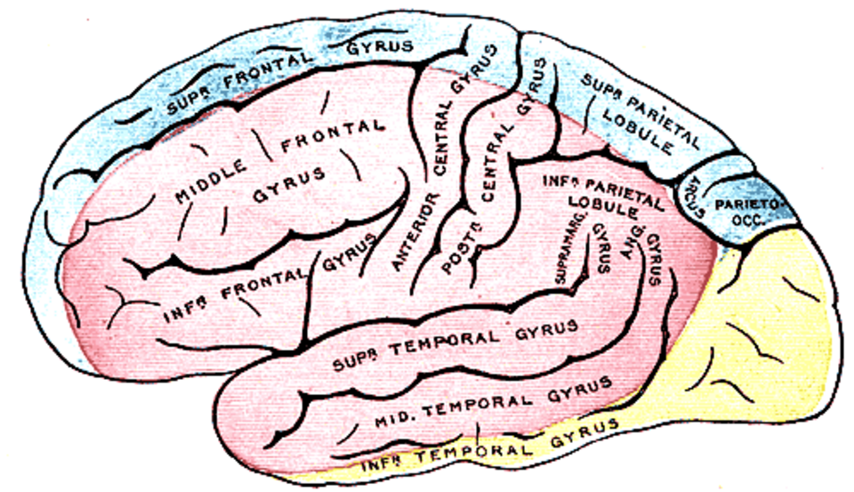 Planche 517 de Gray’s Anatomy : représentation anatomique historique du cerveau. Cette illustration documente une tradition descriptive ; elle ne démontre aucune persistance de la conscience après la mort.