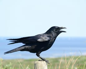 Corneille noire (Corvus corone), photographiée le bec ouvert. Visuel de la fiche de l’espèce publiée par le projet Cooperative Crows; lieu et date de prise de vue non précisés.