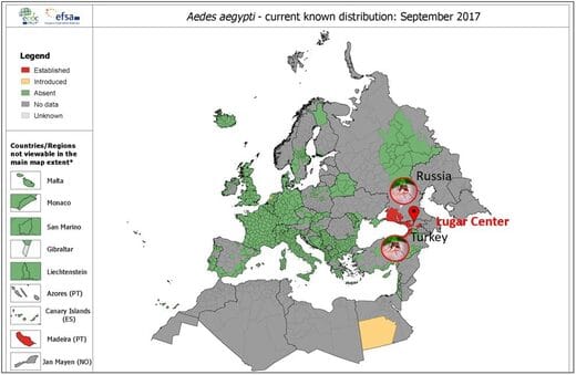 Aedes Aegypti Mosquitoes