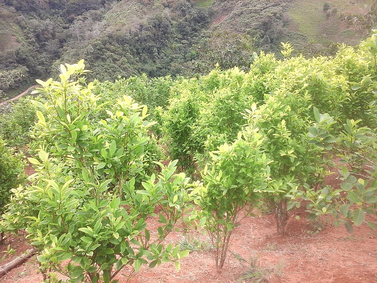 Rangées d’arbustes de coca aux feuilles vert clair plantés sur une pente de terre rouge, avec un versant boisé de forêt prémontagnarde en arrière plan.