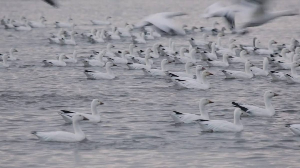 LE CIEL, LES OISEAUX ET LA MODE