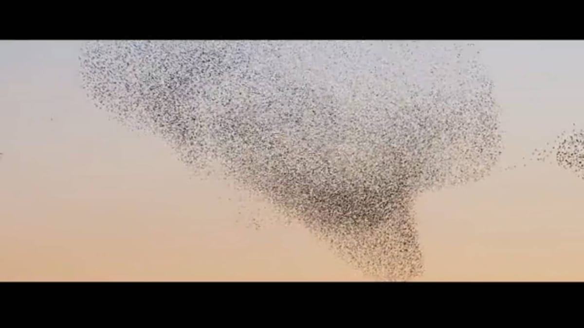 A BIRD BALLET