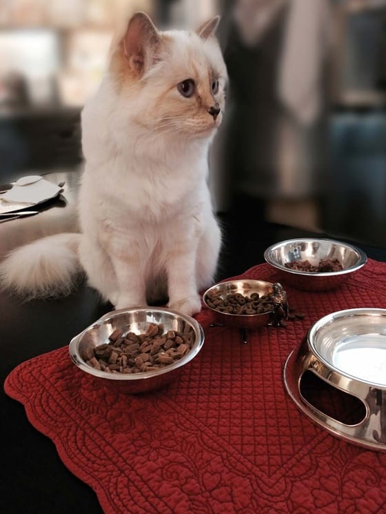 Lagerfeld fait parler sa chatte