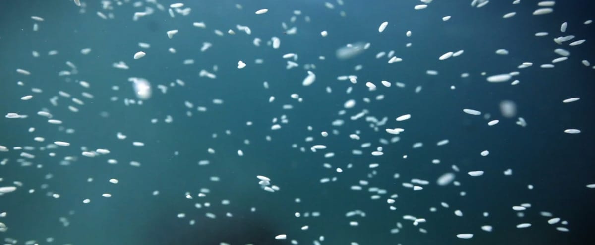 Narcose : beau à vous en faire perdre les eaux