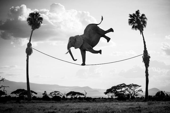 HAKUNA MATATA PAR THOMAS SUBTIL