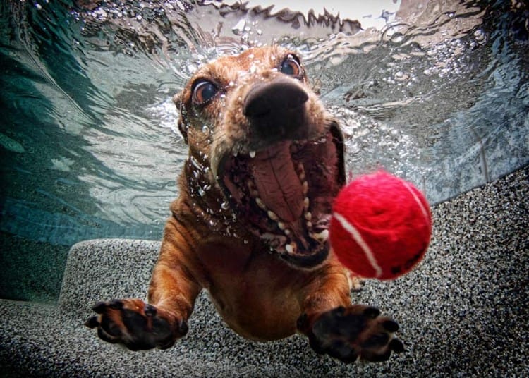 « UNDERWATER DOGS »