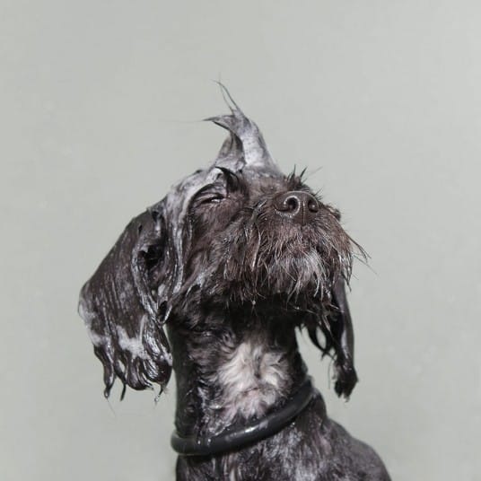 WET DOGS BY SOPHIE GAMAND