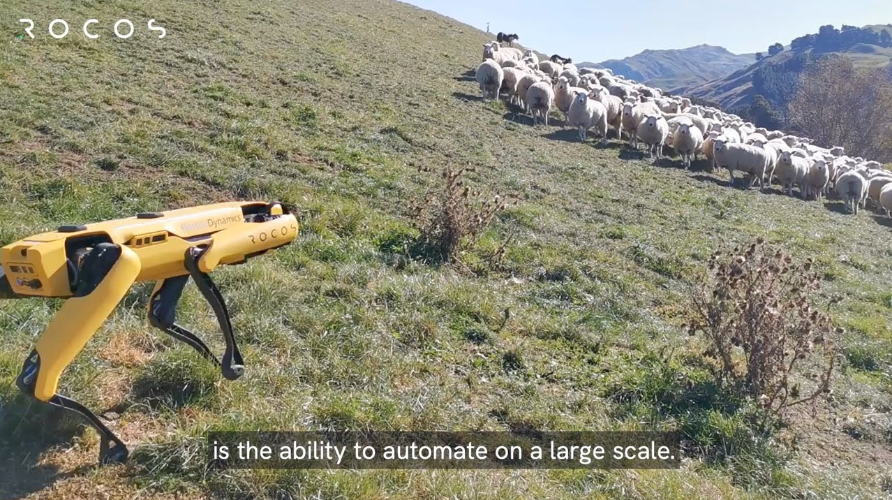 Le berger du 21e siècle n’est plus un homme mais un chien robot