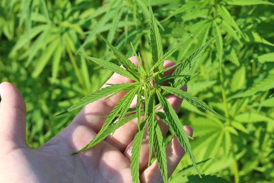 Cultiver du cannabis : 5 conseils pour cultiver un peu mieux le vôtre à la maison
