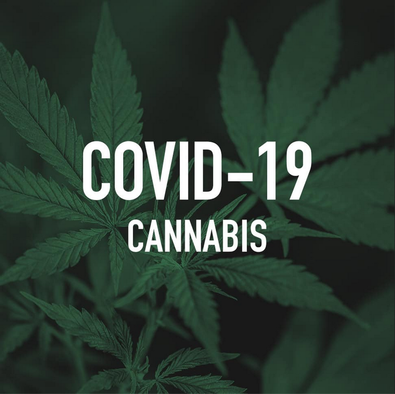 C’est officiel, le cannabis est un outil de protection ultra-performant contre le Covid-19