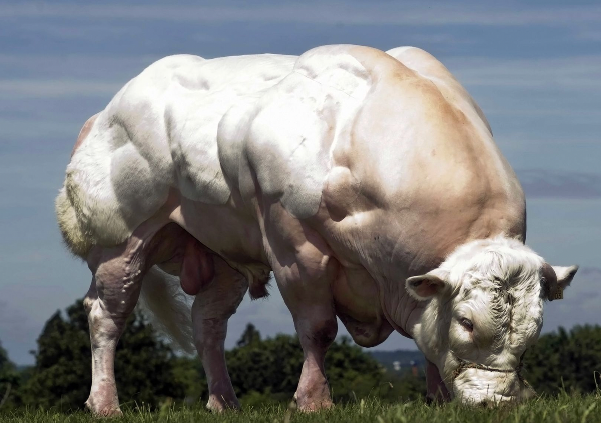Les vaches génétiquement modifiées pour la production de viande bovine approuvé par la FDA (Food and Drug Administration)