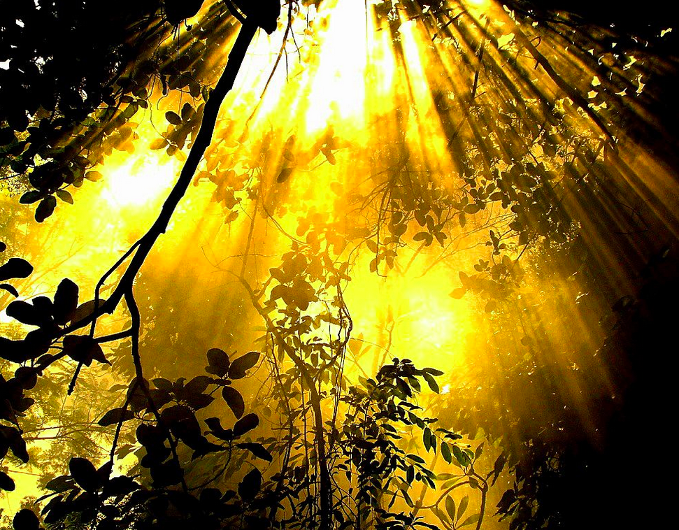 Rupert Sheldrake : « Le soleil est-il conscient ? »