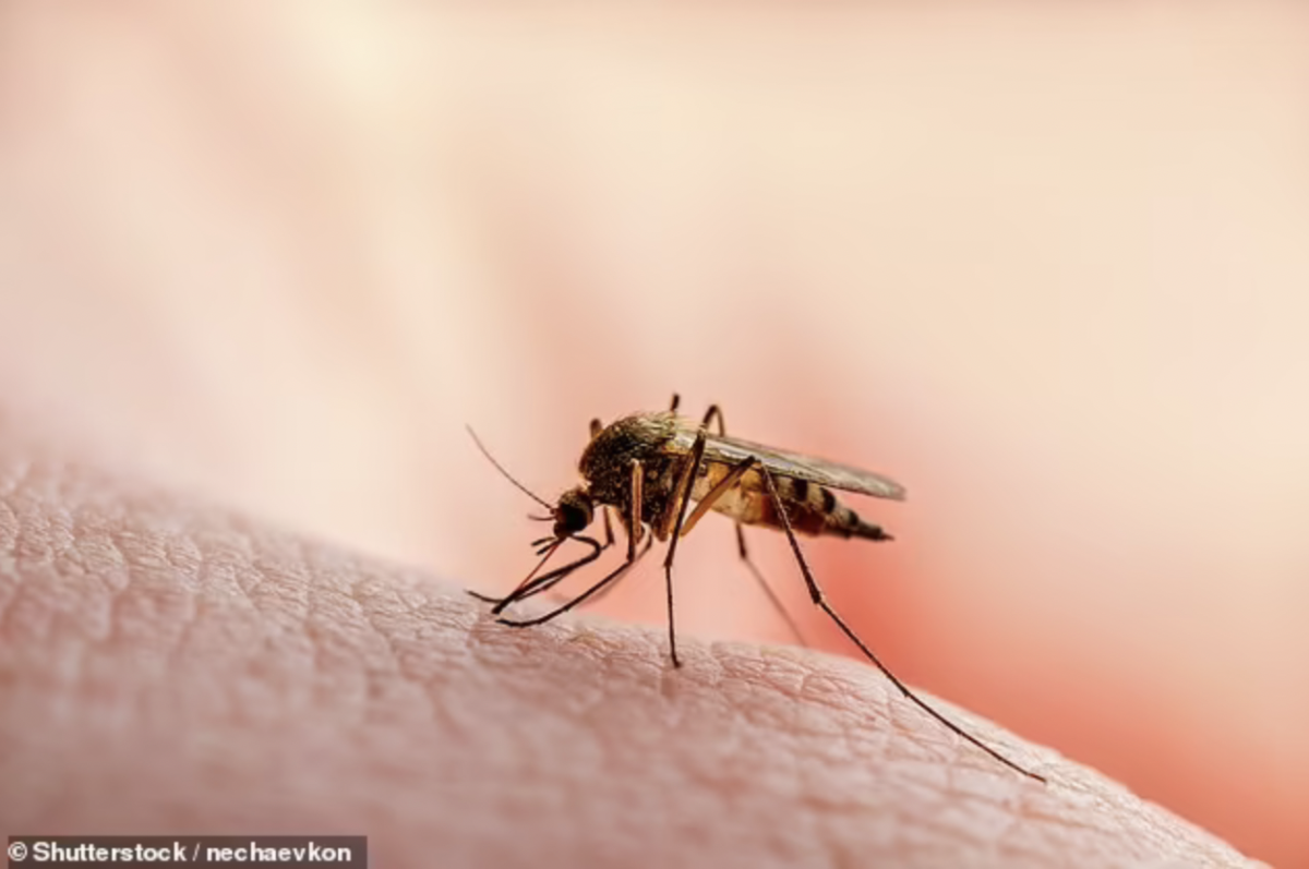 L'OMS a averti qu'il y a des signes que les arbovirus et les risques qu'ils posent « augmentent » (photo d'archive)
