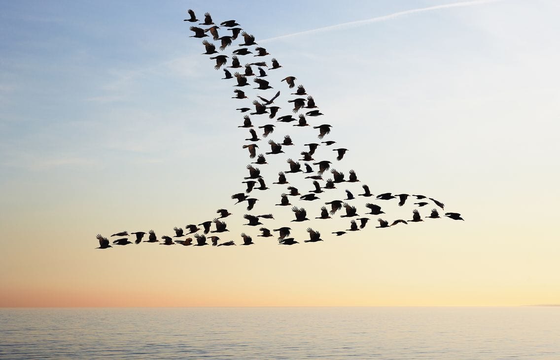 Les oiseaux de destruction massive, nouvelle arme sans aucun coût militaire et économique