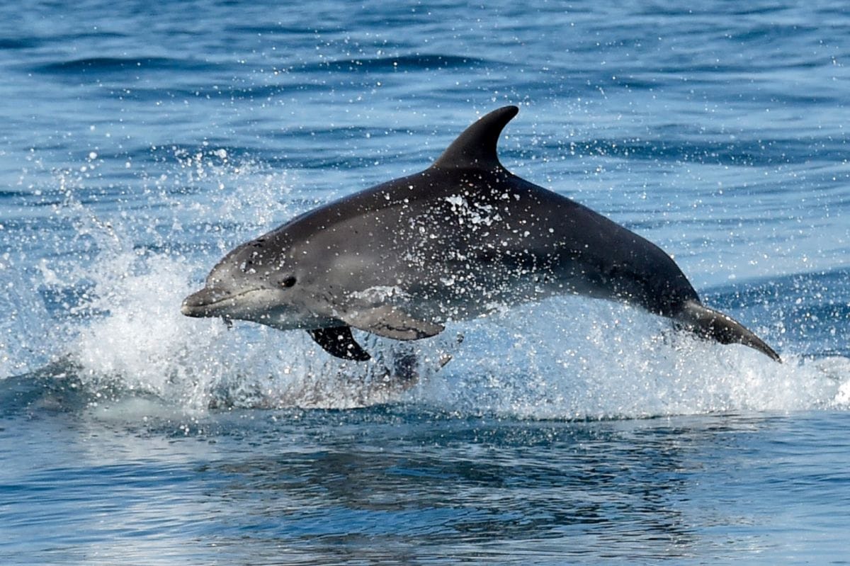 Guerre en Ukraine : pourquoi la Russie utilise-t-elle des « dauphins commandos » en Mer noire ?