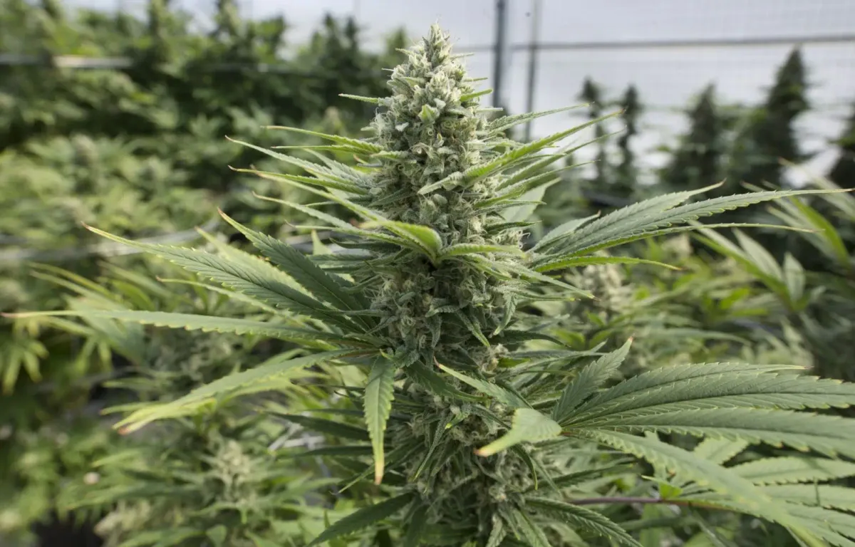 Cannabis : « Il est temps de changer de paradigme », estime le Conseil économique et social qui se prononce pour une « légalisation encadrée »