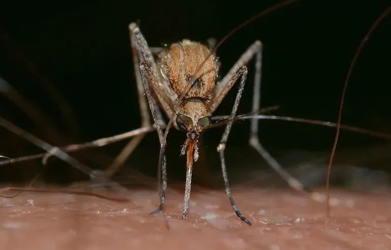 Quelle est cette expérience qui sera conduite avec 5 milliards de moustiques en 2024 ?