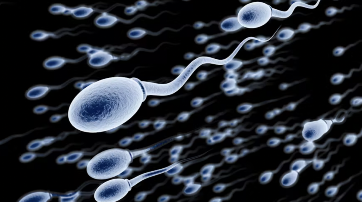 Le sperme garde en mémoire ce que les hommes mangent, ça se répercute sur la santé de leurs fils.