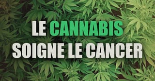 Cannabis et cancer : une révolution verte en marche ?