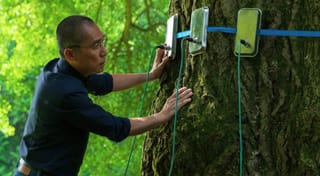 Silent Friend d’Ildikó Enyedi : l’arbre qui nous regarde