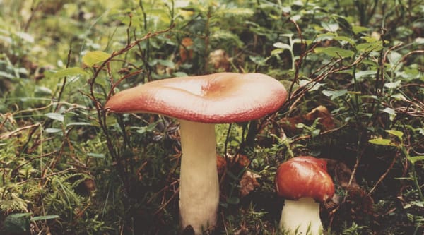 John Cage : une incursion mycologique – l'exploration passionnée d'un génie avant-gardiste