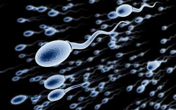 Le sperme ne transmet pas seulement l'ADN, mais aussi l'empreinte biologique du mode de vie paternel