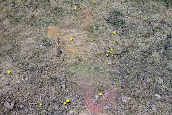 Le top 10 des jurys de Cannes