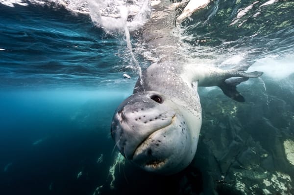 Maxim Kelly ouvre la démocratie photo