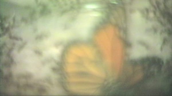 ERICA SCHREINER : L’IMAGE BOUGE, ELLE AUSSI