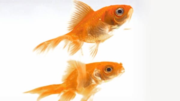 THIS IS WATER – BY DAVID FOSTER WALLACE