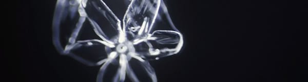 La neige du 14 Juillet