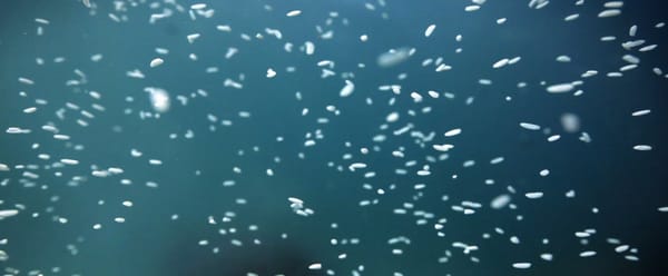 Narcose : beau à vous en faire perdre les eaux