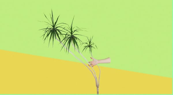 Technicolor Yawn : The Dumplings