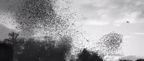 Adidas : les superstars