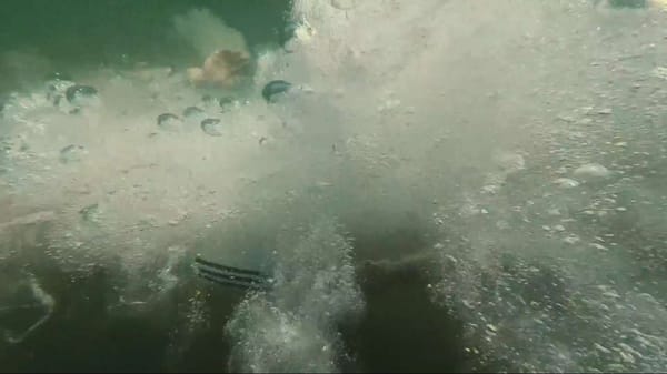 Baxter Dury x Roger Sargent : le clip de dandy qui tue !