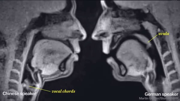 La face cachée d’une pénétration sous IRM