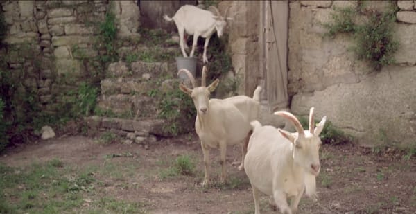 Agnès Varda : Nouvelle It Girl pour Miu Miu