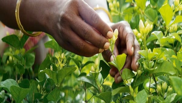 LE PARFUM – THE FILM