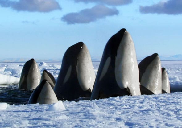 Wonderful World – BBC