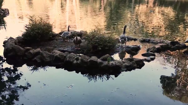 7 clips en 1, tourné avec un téléphone et sans équipe