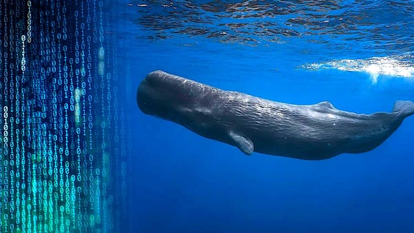 Une intelligence artificielle va aider l’homme à communiquer avec les baleines