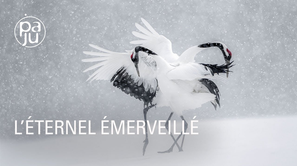 Petit chef d’œuvre sur l’extraordinaire photographe animalier Vincent Munier