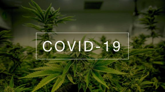 Les composés du cannabis empêchent le COVID-19 de pénétrer dans le corps, selon une nouvelle étude