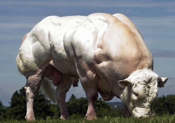 Les vaches génétiquement modifiées pour la production de viande bovine approuvé par la FDA (Food and Drug Administration)