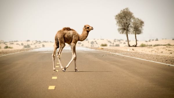 Coronavirus mortel: Qu’est-ce que ce virus du chameau qui pourrait se répandre durant la Coupe du Monde au Qatar?