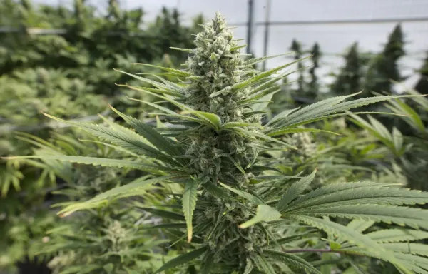 Cannabis : « Il est temps de changer de paradigme », estime le Conseil économique et social qui se prononce pour une « légalisation encadrée »