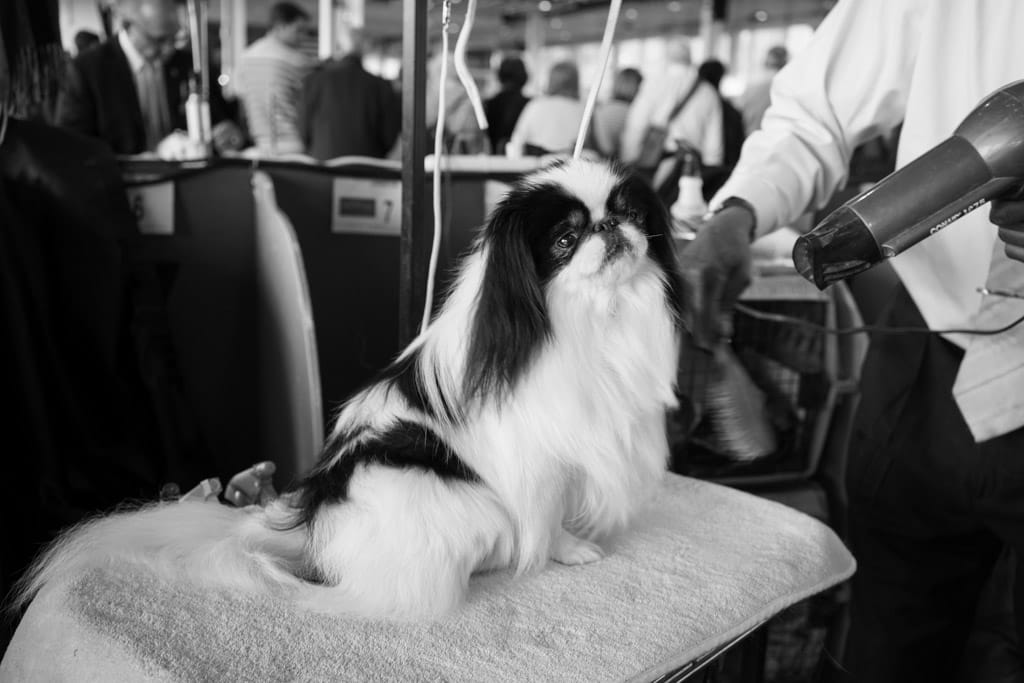 02_Murray_Japanese_Chin_Blow_Dryer