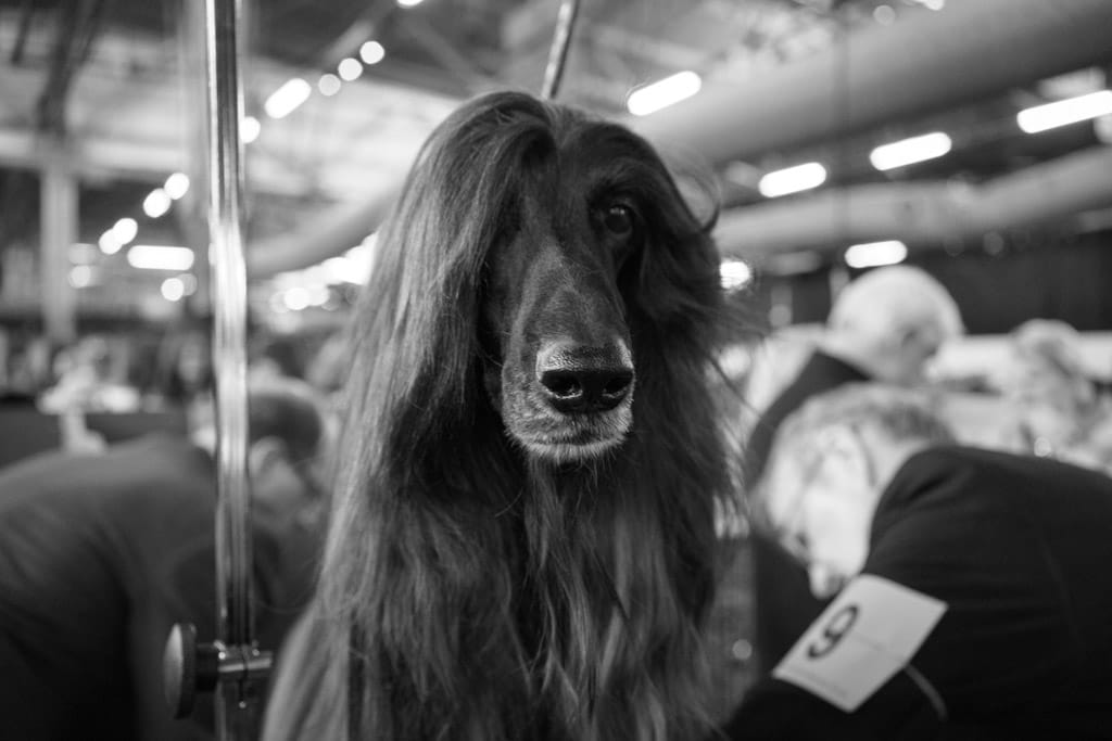 04_Murray_Afghan_No_9